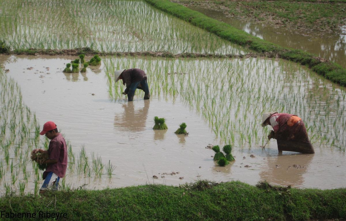 Rice transplanting in Laos. © F. Ribeyre, CIRAD